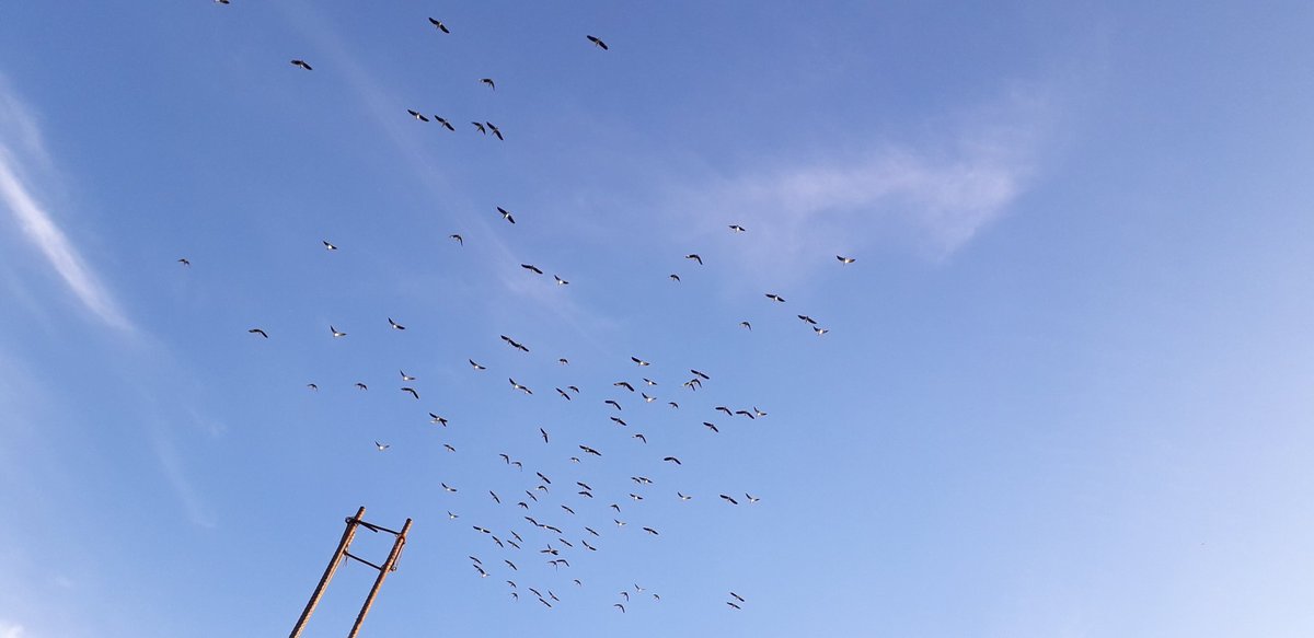 psempiri's tweet image. Entebbe beautiful birds.
