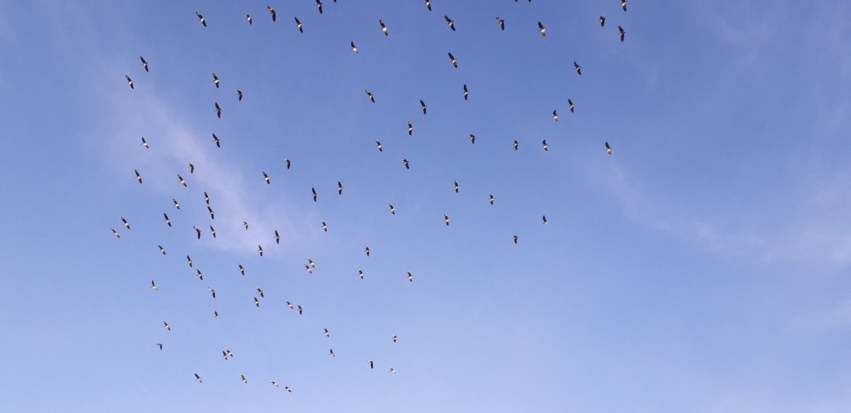 psempiri's tweet image. Entebbe beautiful birds.