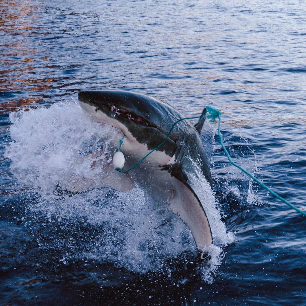 Shark Diving Xperts on Twitter "Made it to the weekend! jimipartingtonsdx sharkdivingxperts 