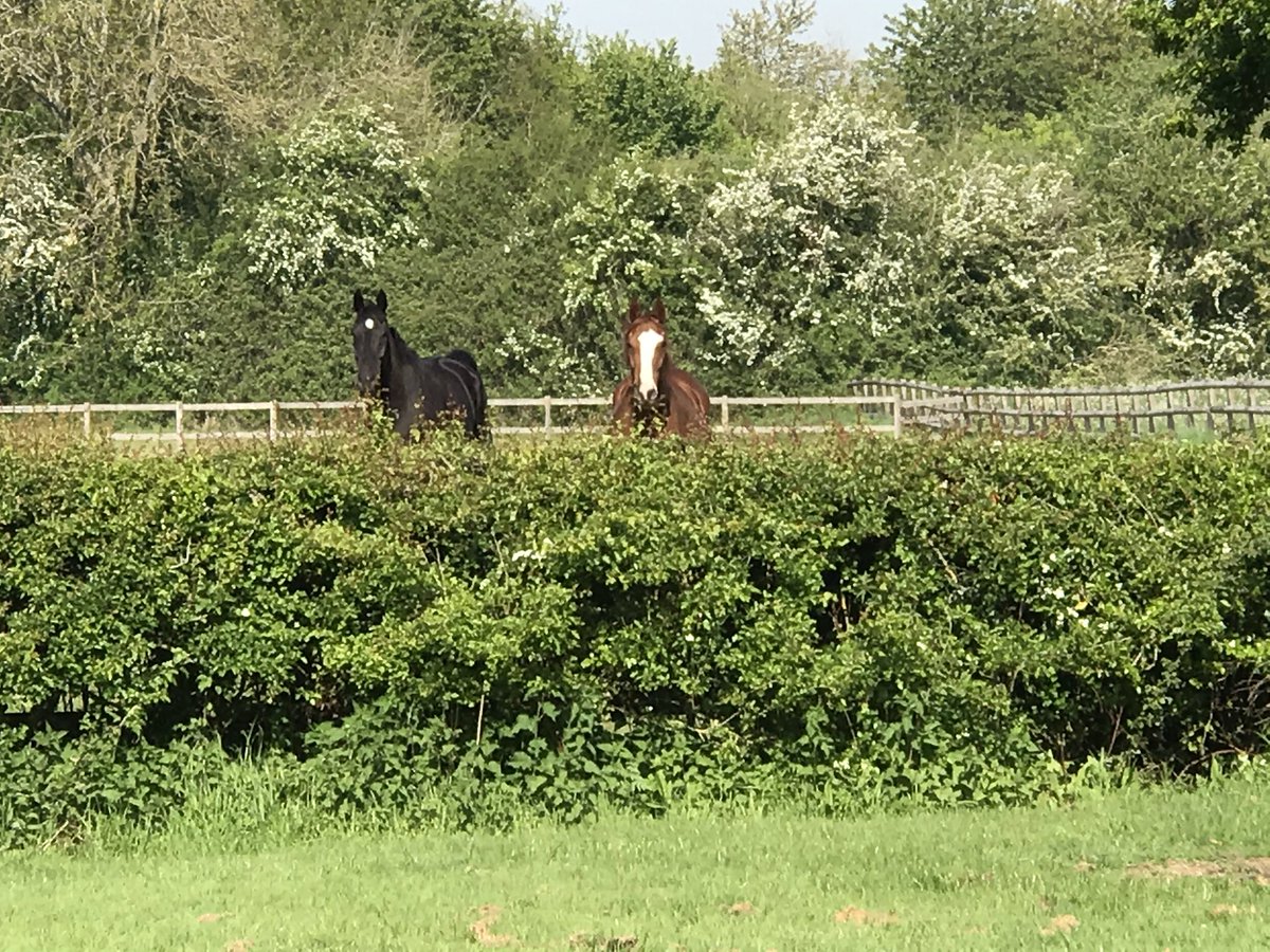 SybilRuscoe's tweet photo. Yes I remember Adlestrop... on @BBCFarmingToday 6.30 @BBCRadio4 Sat - furloughed racehorses. Plus #shooting #gamekeepers #goats #organic #veg small #farms &amp; the sounds of the #countryside you love ❤️ #farming #rurallife https://t.co/kGaFhBHHN8