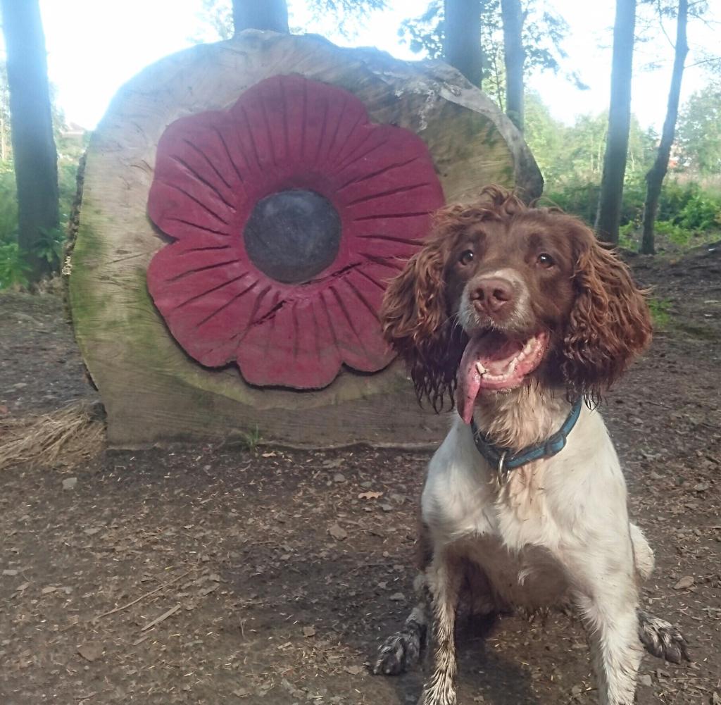 PSOSDogs's tweet image. Shout out to #PDRexi who helped officers locate £1200 worth of drugs when the suspect tried to dump it during a foot chase. Easily located by this girls nose #TheNoseKnows #KeepingPeopleSafe #PoliceDogsOfTwitter 🐾🏴󠁧󠁢󠁳󠁣󠁴󠁿