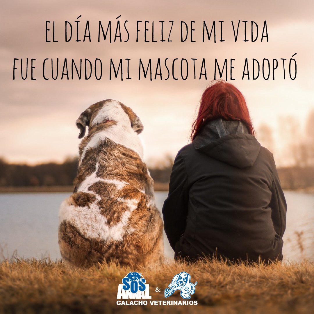 GrupoGalacho's tweet photo. El día más feliz de mi vida fue cuando mi mascota me adoptó.

#citas #citascelebres #quotes #citasenespañol #perros #perrosmalaga #frasesperros #frasesgatunas #gatos #gatosmalaga #gatitos #animales #mascotas #Veterinaria #ClinicaVeterinaria #hospitalveterinario #mascotasfelices https://t.co/Nvr8aSQx09