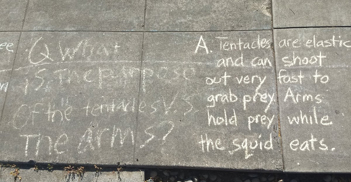 Today's questions: "Do companies that make pens use squid ink?" (no) and "What is the purpose of the tentacles vs. the arms?" Additional info I couldn't fit: squid do *sometimes* grab prey with arms, instead of tentacles. Bc they won't be constrained by the RULES, man.