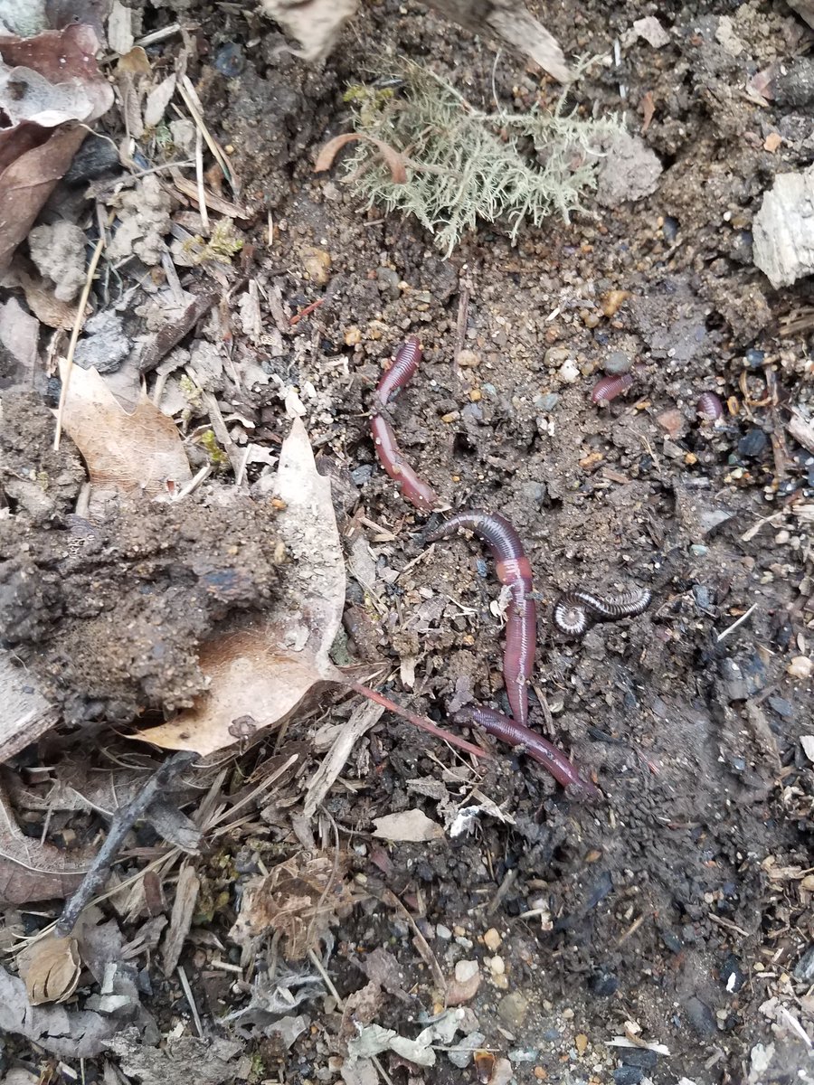 rees_page's tweet photo. #StonehillBiodiversity
I found some worms living under a branch. https://t.co/8UQV3l3eeA