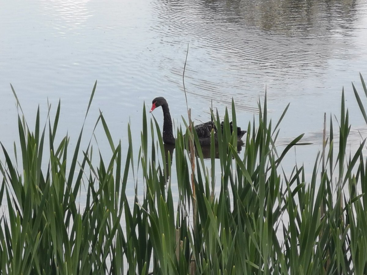 scarlet73099205's tweet photo. Mr Burnell my science photography comp entry! #BlackSwan #York @Fishergate5and6 https://t.co/HvS8Y67FyK