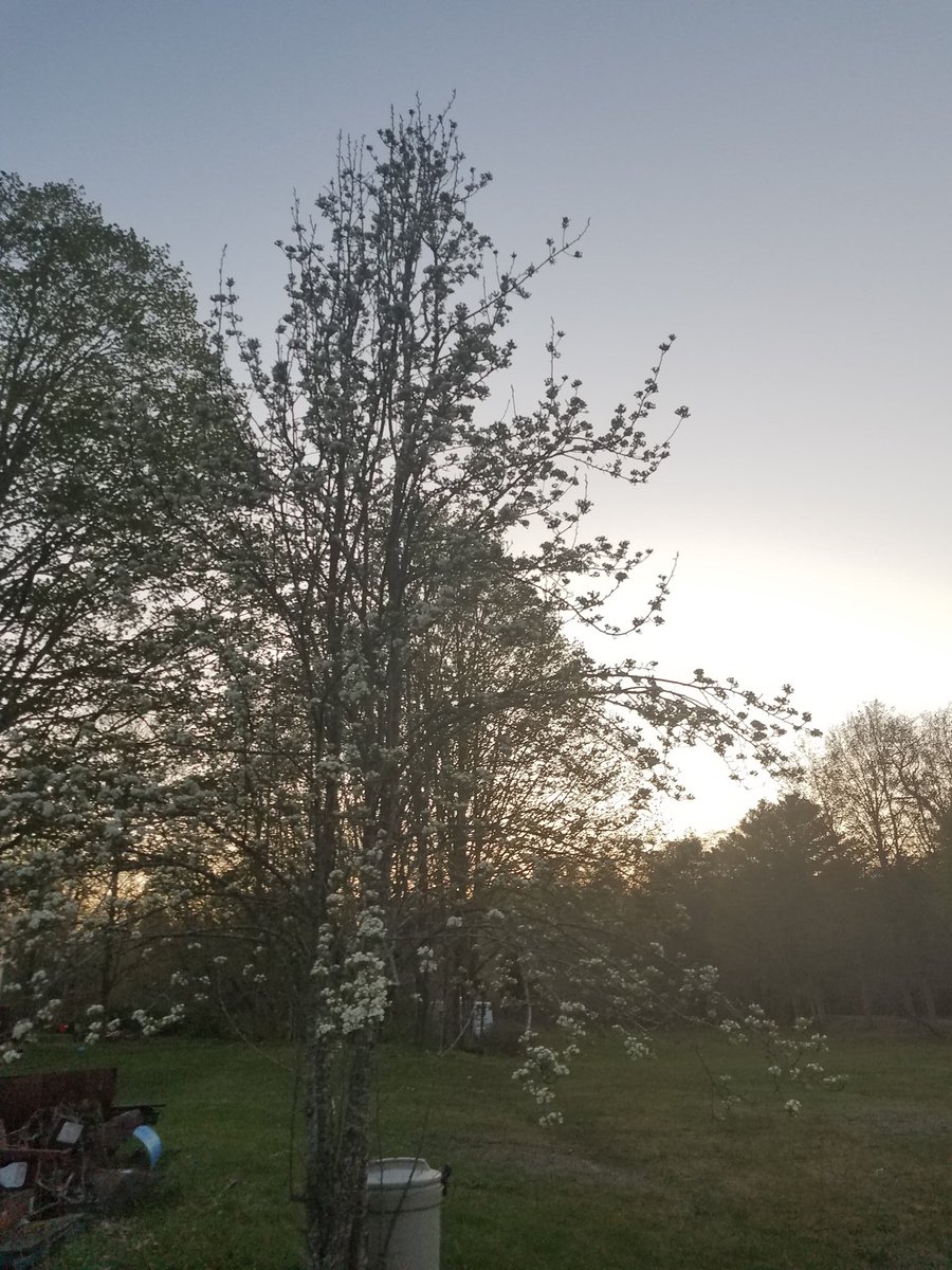 rees_page's tweet photo. #StonehillBiodiversity
A picture of a pear tree in my yard I took a few days ago. https://t.co/hkkGwqg6U5