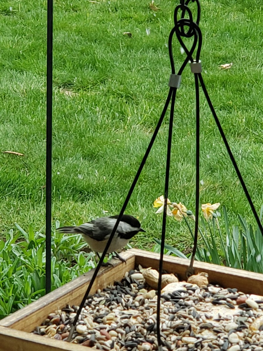 smmarie71's tweet photo. A lot of birds visiting the feeders today. #chickadee #oriole #catbird #dove #backyardbirding #samsungnote9 #birdsofwny https://t.co/7VBA4WbhwN