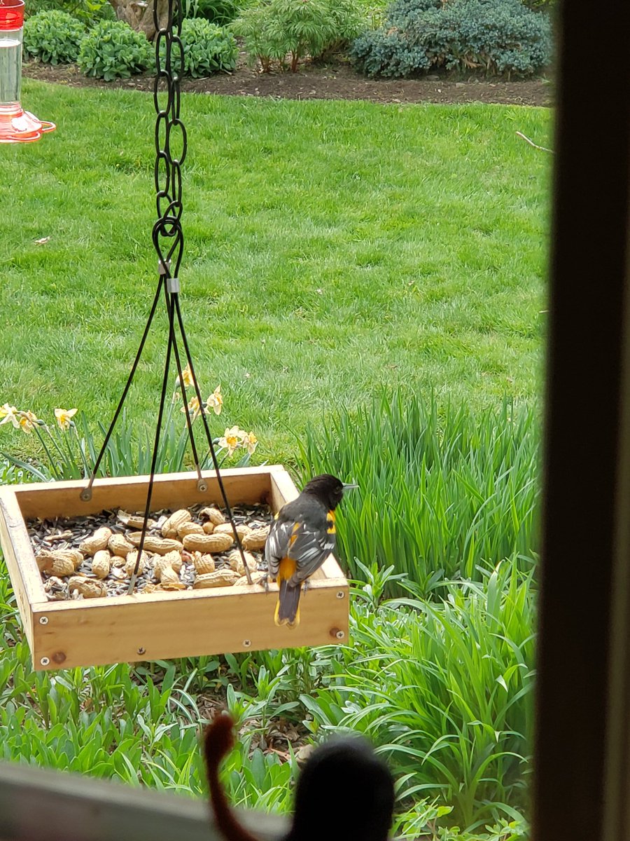smmarie71's tweet photo. A lot of birds visiting the feeders today. #chickadee #oriole #catbird #dove #backyardbirding #samsungnote9 #birdsofwny https://t.co/7VBA4WbhwN