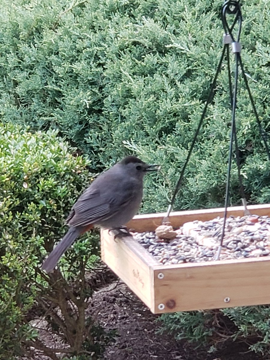 smmarie71's tweet photo. A lot of birds visiting the feeders today. #chickadee #oriole #catbird #dove #backyardbirding #samsungnote9 #birdsofwny https://t.co/7VBA4WbhwN