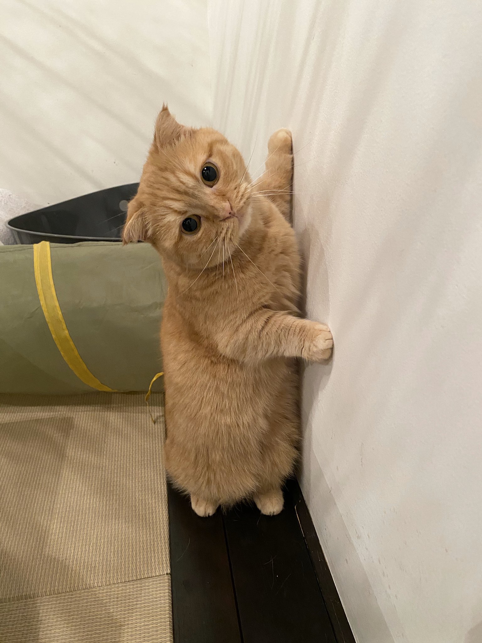 キャットアパートメントコーヒー 元 町家猫カフェ 横向きの写真 間違えて縦に投稿しちゃったのかな と思われがちですがこれでよいのです 立ってるだけですから T Co Zgca0eq4ff Twitter