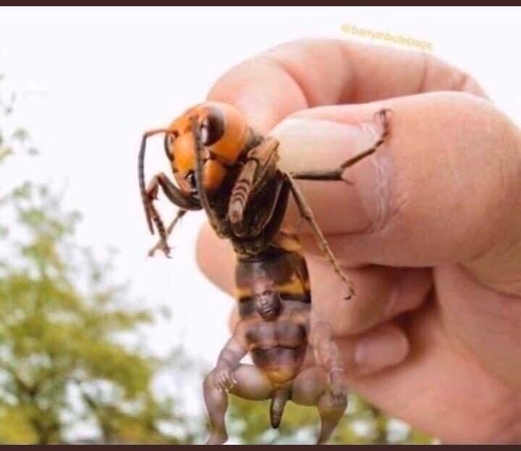 Bearded_Fella's tweet photo. Look at the size of that stinger #MurderHornets https://t.co/3dgPq6iF5f