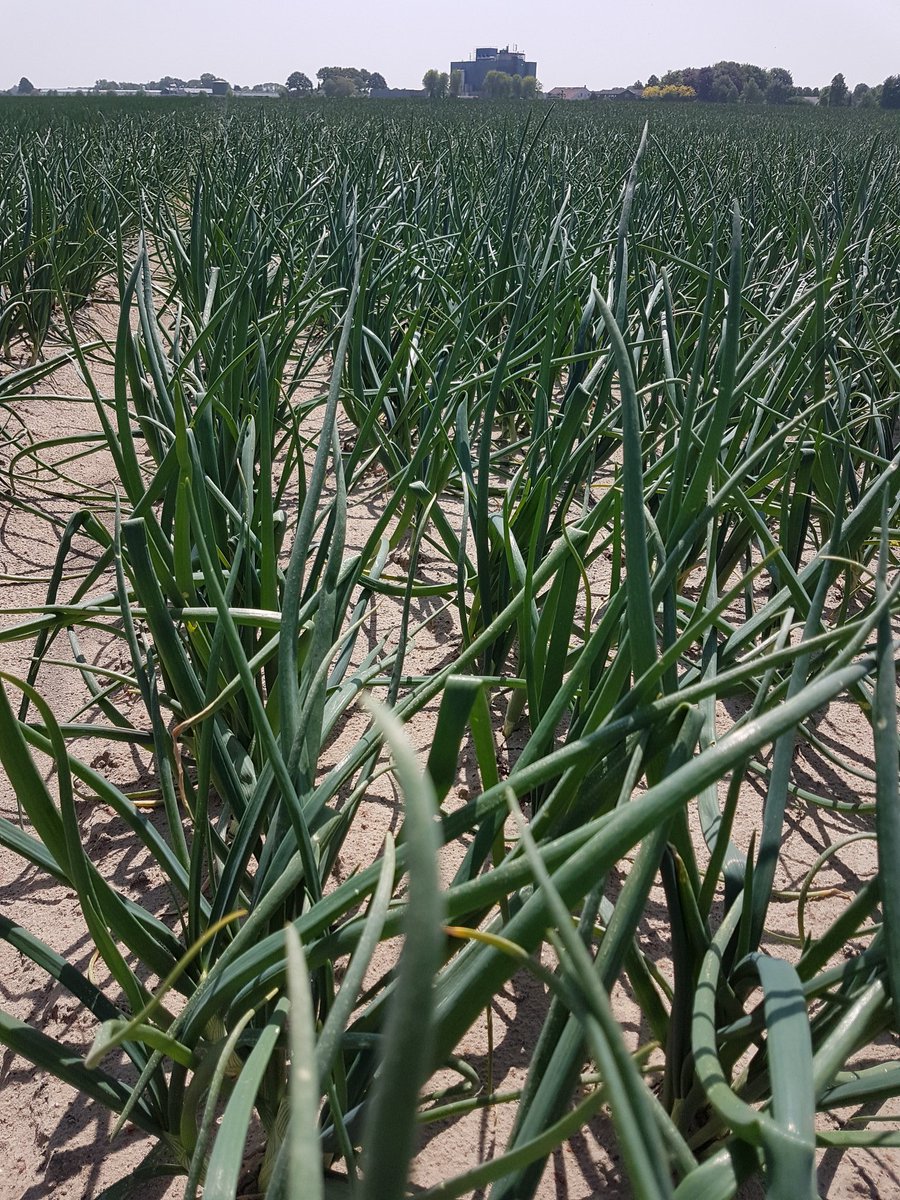 Winterplantuien in Oirlo. Bestemd voor Snebo.