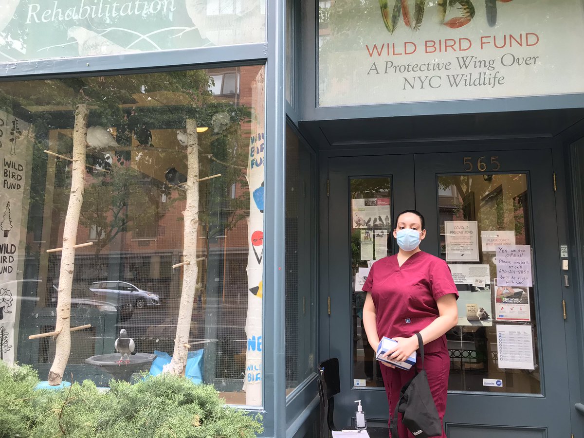 Essential workers at @wildbirdfund received masks from @mayorsCAU to make sure they have enough PPE to be safe and continue rescuing and rehabilitating NYC’s wildlife. #wildlifeNYC