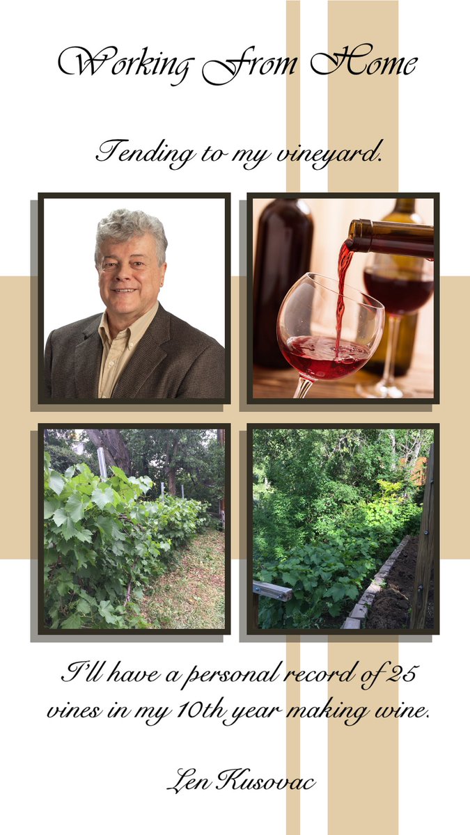 CenseoAV's tweet photo. “This year, I have had a chance to work on the vineyard itself for a change." -Len https://t.co/pmZdAyXuDb