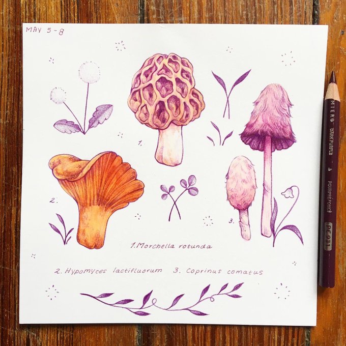 day 8 of #mayshroom is the beautiful and strange coprinus comatus, or the shaggy inky cap! this species and it's family members deliquesce into an inky goo with age, and this one is a choice edible mushroom! ? 