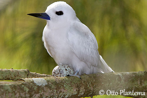 By popular demand:BIRD NESTING STYLES: A CRITICAL REVIEW - PART TWOWhite tern-This is it. This is the nest-A failure to recognize the fundamental impermanence of being is the source of all suffering-Taught Marie Kondo everything she knows