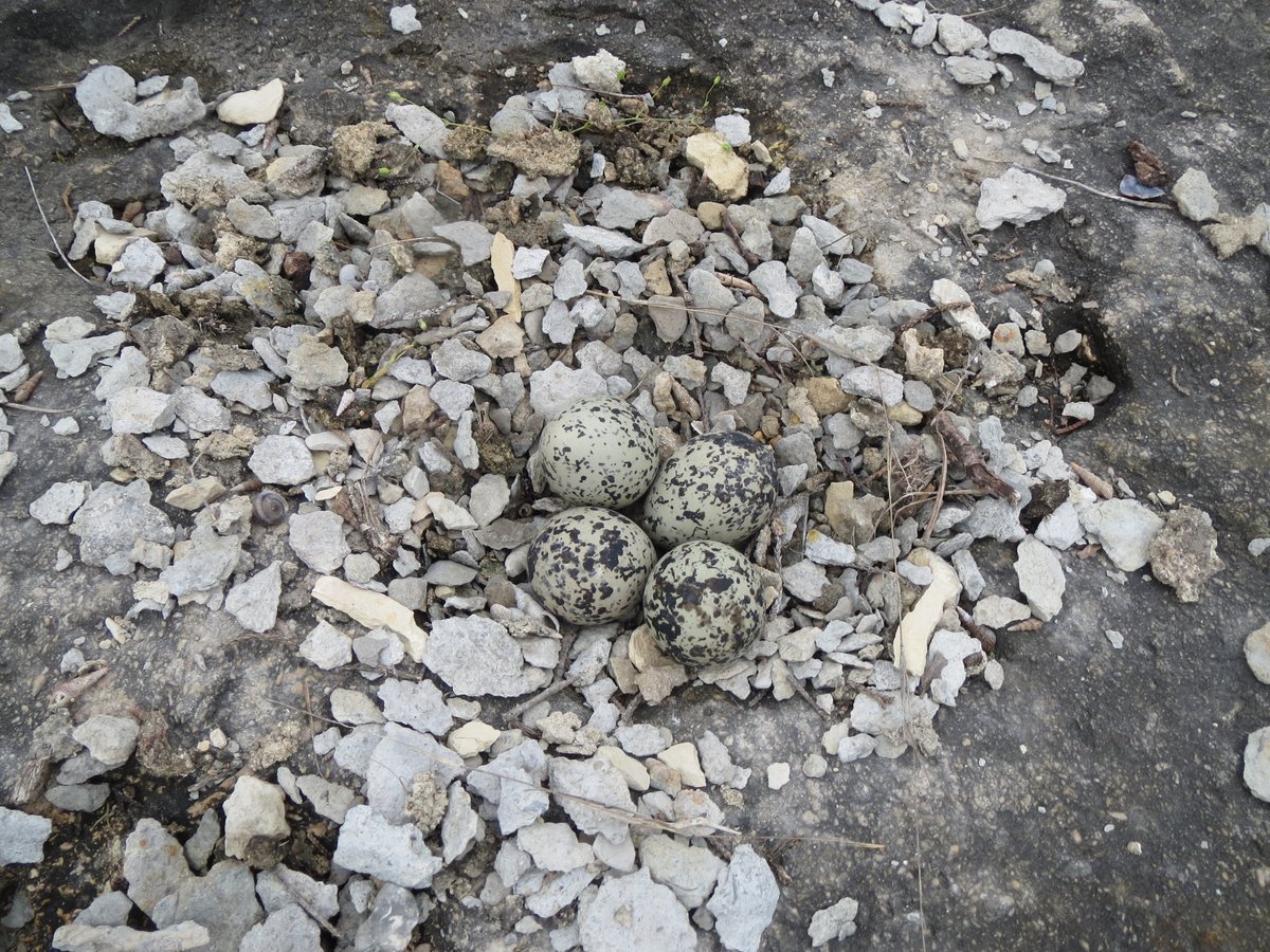 Killdeer-These are not the eggs you're looking for-These are rocks-When I snap my feathers the thought of eating eggs will permanently repulse you