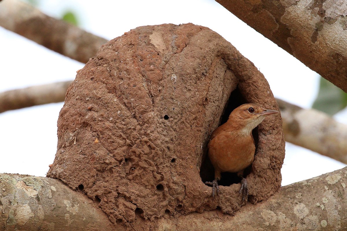 Red ovenbird-Fond of turquoise -Will challenge you to a contest measured in Scoville heat units-Have you seen my prize-winning succulents?-Knows the One True Cornbread recipe