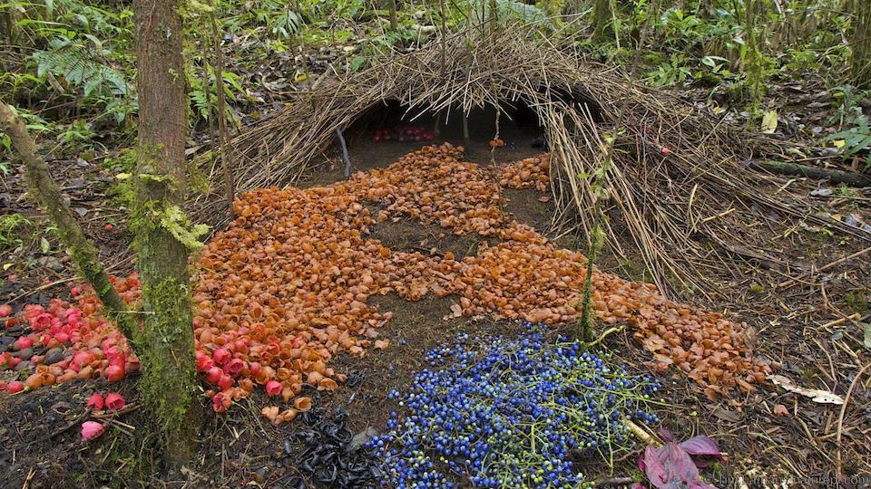 Vogelkop bowerbird-Apprenticed (read: volunteered) at MOMA one summer-My favorite artist? You wouldn't know them-Actually, it's not a "nest"—it's an interactive sculptural platform that uses found objects and corporeal semiotics to interrogate the very essence of intimacy