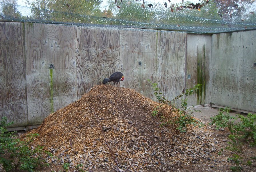 Megapode-Uses compost pile, sunbaked sand, and geothermal energy to warm eggs-Possibly the most ecologically intelligent species-Literally one with the Earth-Megapode 2020