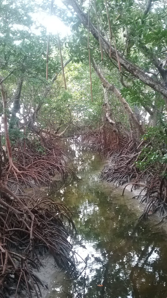 rees_page's tweet photo. A group of mangroves I also took a picture of while in Key West.
#StonehillBiodiversity https://t.co/uNBFqkEl9L