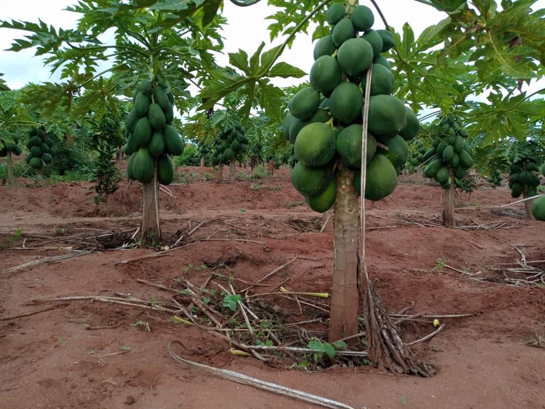 IrriHub's tweet photo. Pawpaw farming declined in the last decade due to challenges like Papaya mosaic virux (potexvirus).

Get the right seedlings and you're good to go.. https://t.co/KzKyFca5hs