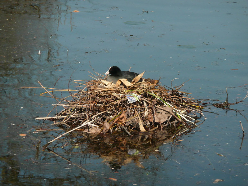 Coot-Just keep piling-Of course it will float-Swore an oath to never set foot on the mainland again-No man is an island—but birb will be