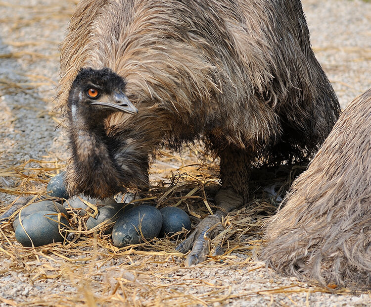 Emu-Did you just look at me?-Did you?-Look at me-LOOK at me!-HOW DARE YOU!