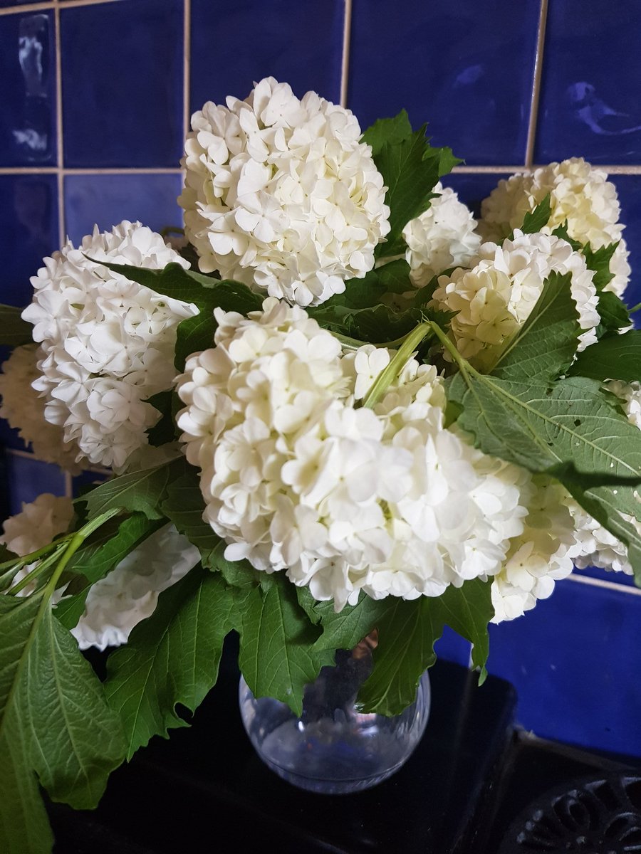 LucyWiseman's tweet photo. #beauties #vibernum https://t.co/mF1QjLtFdt
