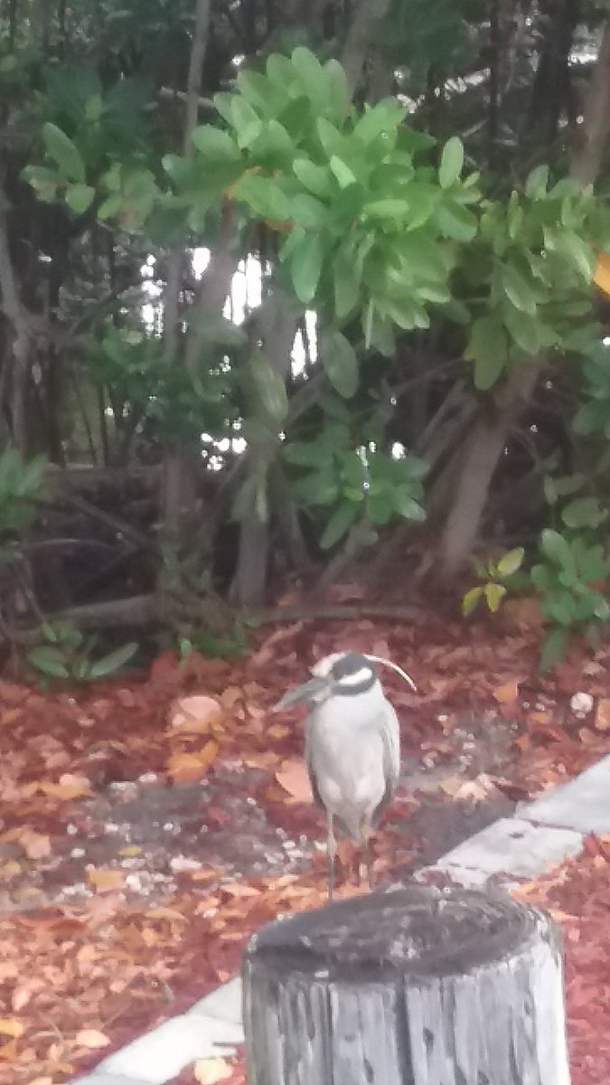 rees_page's tweet photo. A cool bird I saw while in Key West.
#StonehillBiodiversity https://t.co/GvwBSonxLn
