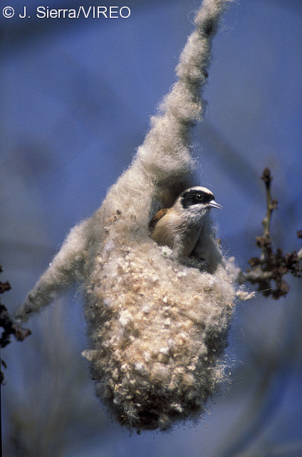 Penduline tit-Compulsive knitter-Seeks the fabled Highest Thread Count-Do you want to feel like you've fallen asleep on a sea of clouds in the arms of a marshmallow angel?