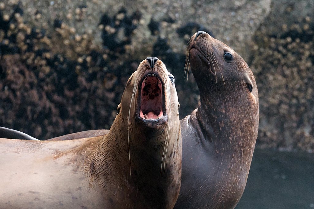 WWF_Arctic's tweet photo. I'm not yelling...

#DYK steller sea lions 🌊+🦁 are the biggest sea lions? They also have a massive appetite, hunting fish, squid, octopus and sometimes even smaller seals. #wildlife

📸 Steller sea lions in #Alaska #wildlifephotography https://t.co/z7dV89X35R