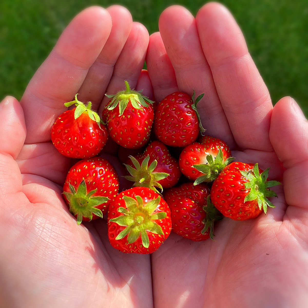 CongresburyArms's tweet photo. This year’s first little crop of strawberries from our garden, perfect timing for VE Day celebrations!
#congresburyarms #strawberries #gardening #beergarden #growyourown #veday #veday75 https://t.co/mxv9GFJyUN