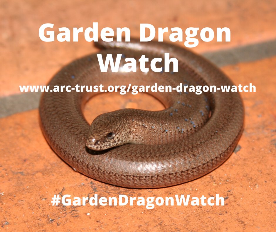 MOST SEEN GARDEN REPTILE 🐍🦎
So far the slow-worm is the reptile most reported to #GardenDragonWatch! Have you seen one in your garden? Let us know at arc-trust.org/garden-dragon-…  

#DragonsinYourGarden #reptiles #lizards #slowworm #garden #wildlife #nature