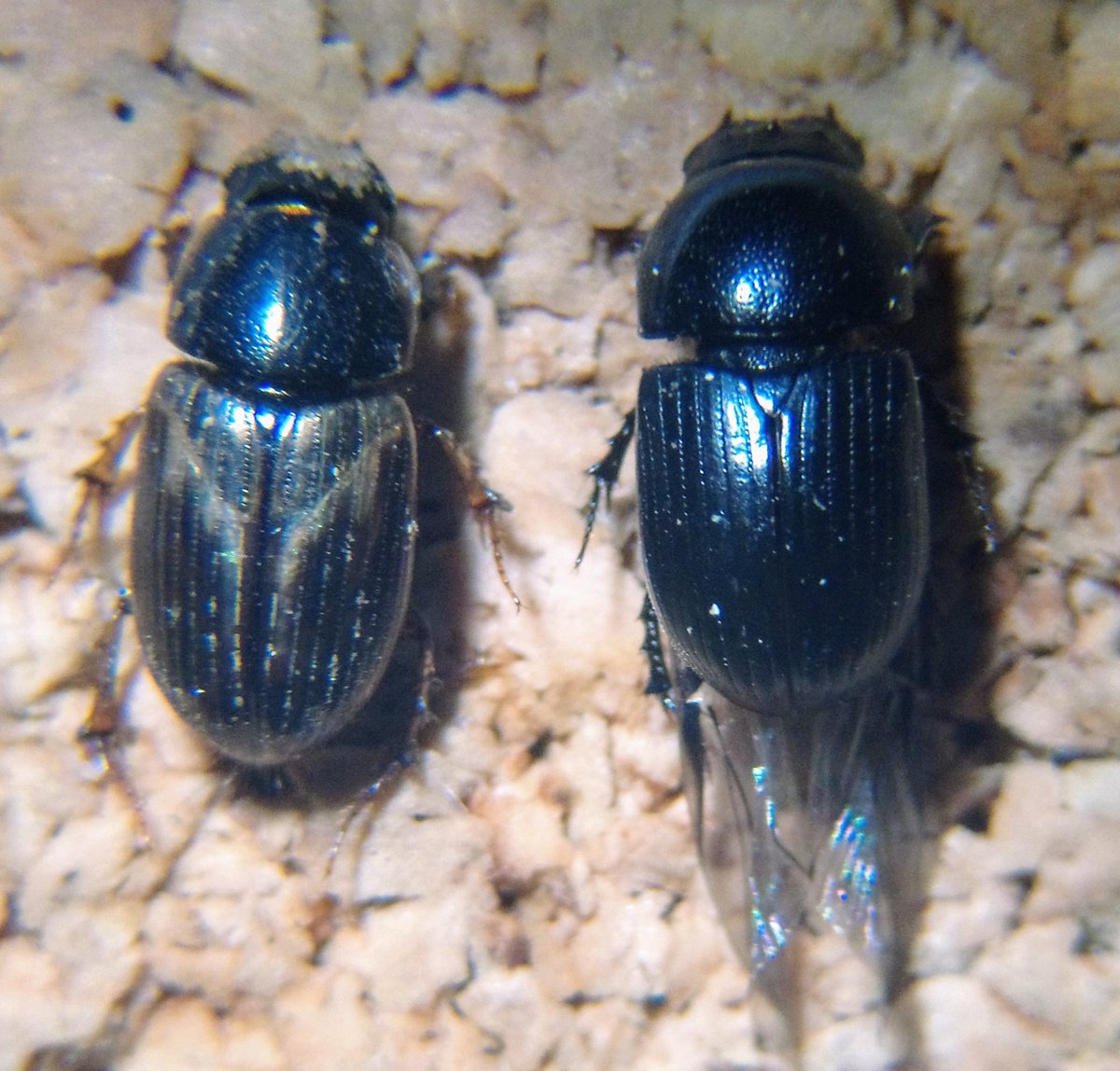 Charlie Barnes tweet media