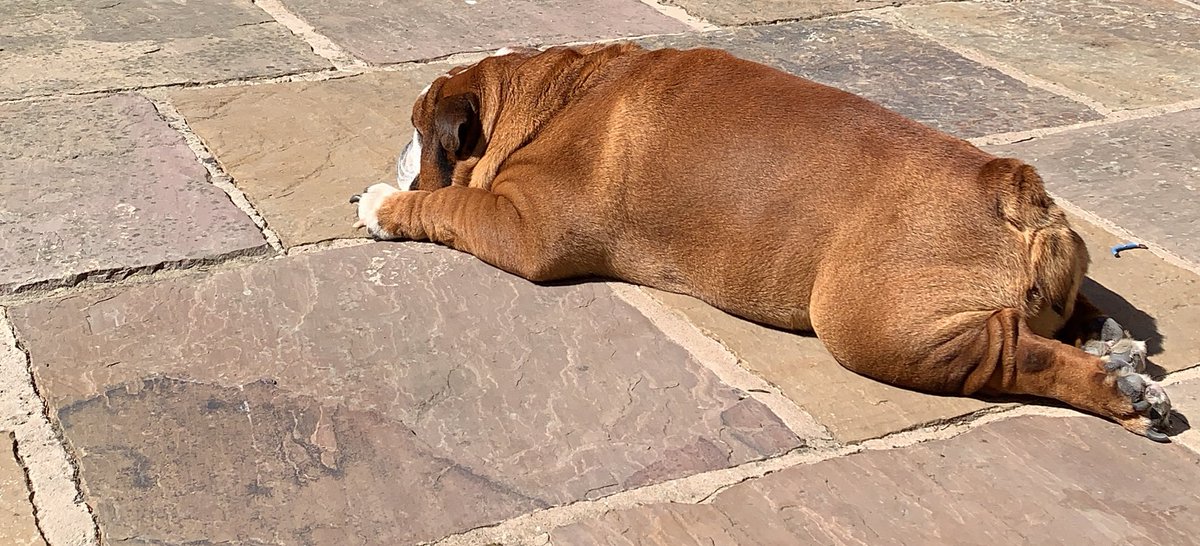 EnzoBulldog's tweet photo. @mark_smith59 Relax? If you say so!! https://t.co/WhNG3HANOl