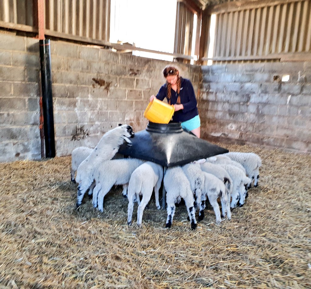 Dalesbrad007's tweet photo. Rosie feeding pet lambs... #redshepherdess https://t.co/ltZq7xoRdJ