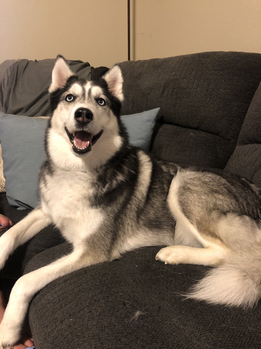JessSchaer's tweet photo. It’s been quite the morning... All you need to know is the wood duck somehow survived and Lisbeth is REEEAAALLLYYY proud of herself. 😅 #husky #huskymom #dogmom #DogsofTwittter #LifeWithLisbeth https://t.co/tns37D0KNI