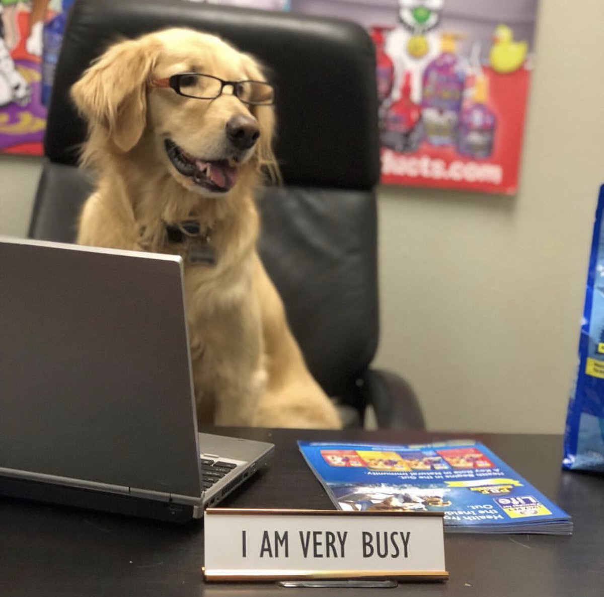 I work hard so my human can have a better life