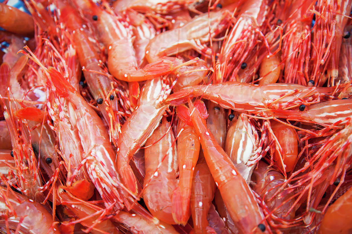 Live Spot Prawns are back! 🦐 #pdx #food #pdxeats #pdxfood #liveseafood #wild #sustainable #seafood #seafoodlover #spotprawns #shrimp #prawns