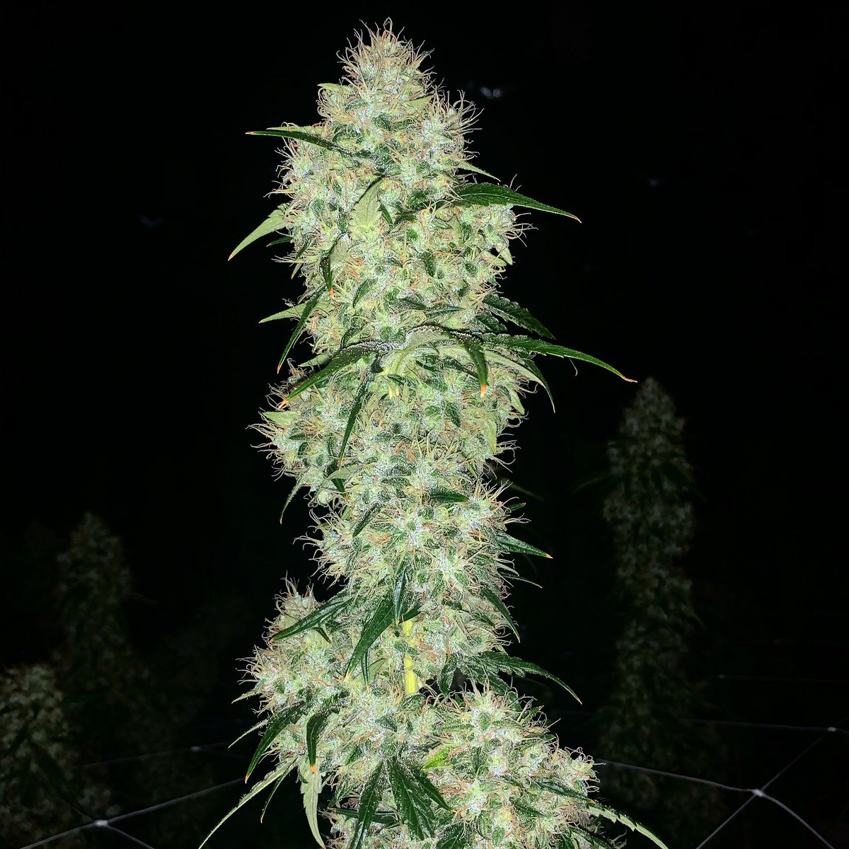 RareDankness's tweet photo. I’m the #Sativa room today day 72 like a mini jungle. maybe another 40 days  #ghostTrainHaze #ghosttrainhaze1 #gth1  is showing who the Boss is... #raredankness #multicupwinner #raredanknessnutrients @hydrofarmtv @raredanknessnutrients #nutritionsimplified #terpenesamplified https://t.co/mBz82u8i5Q