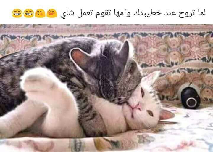زوجين متحررين تعز واب (@gjmewwtpbm8t2xr) on Twitter photo 