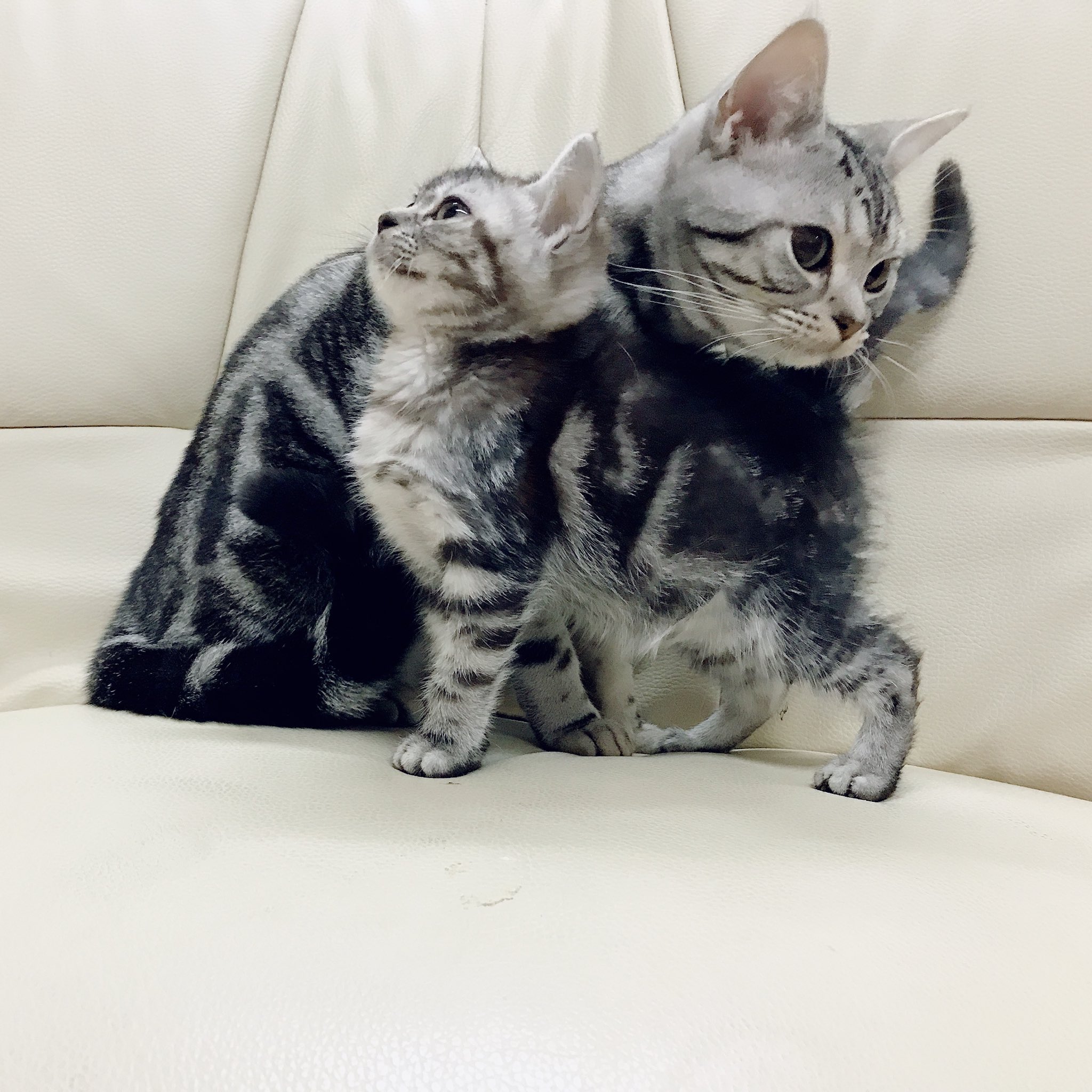 ピーチ君メイちゃん夫婦 同じブリーダーさんから迎えたピーチ君メイちゃん パパ猫ママ猫は別です 初めてあった頃の写真です アメリカンショートヘア夫婦 ピーチ君 メイちゃん妊娠中待望の赤ちゃん授かりました赤ちゃんは全てうちの子です 猫