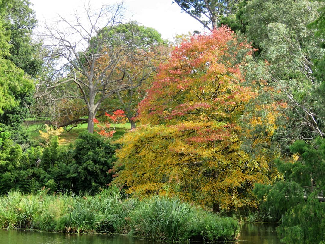 RBG_Victoria's tweet image. Passion for Plants: Our largest and oldest Tupelo (they can live for 600 years) changes colour last. A different view to my video during the week, from Long Island off Ornamental Lake. #Nyssa #sylvatica #lookayonder! #staysafe… dlvr.it/RWHYDM , from @TimEntwisle