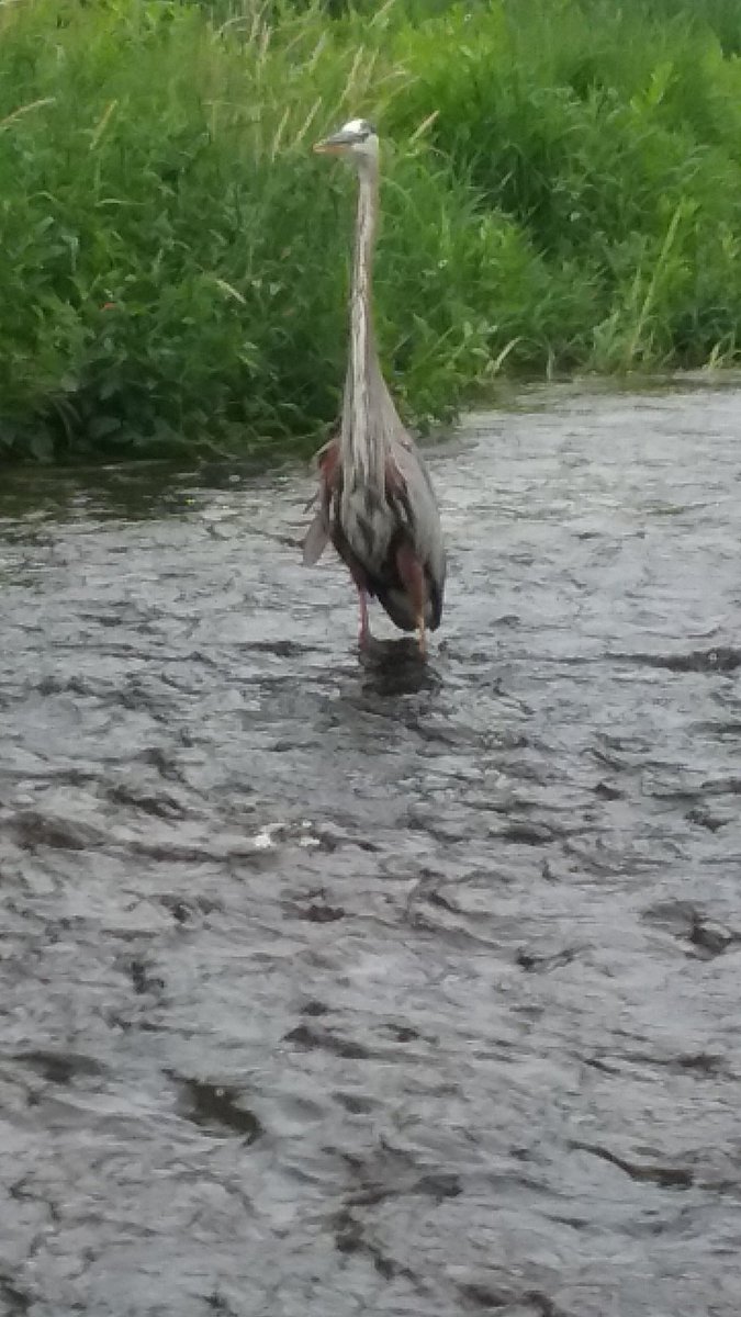 rees_page's tweet photo. #StonehillBiodiversity https://t.co/8ZhUcL2WgI