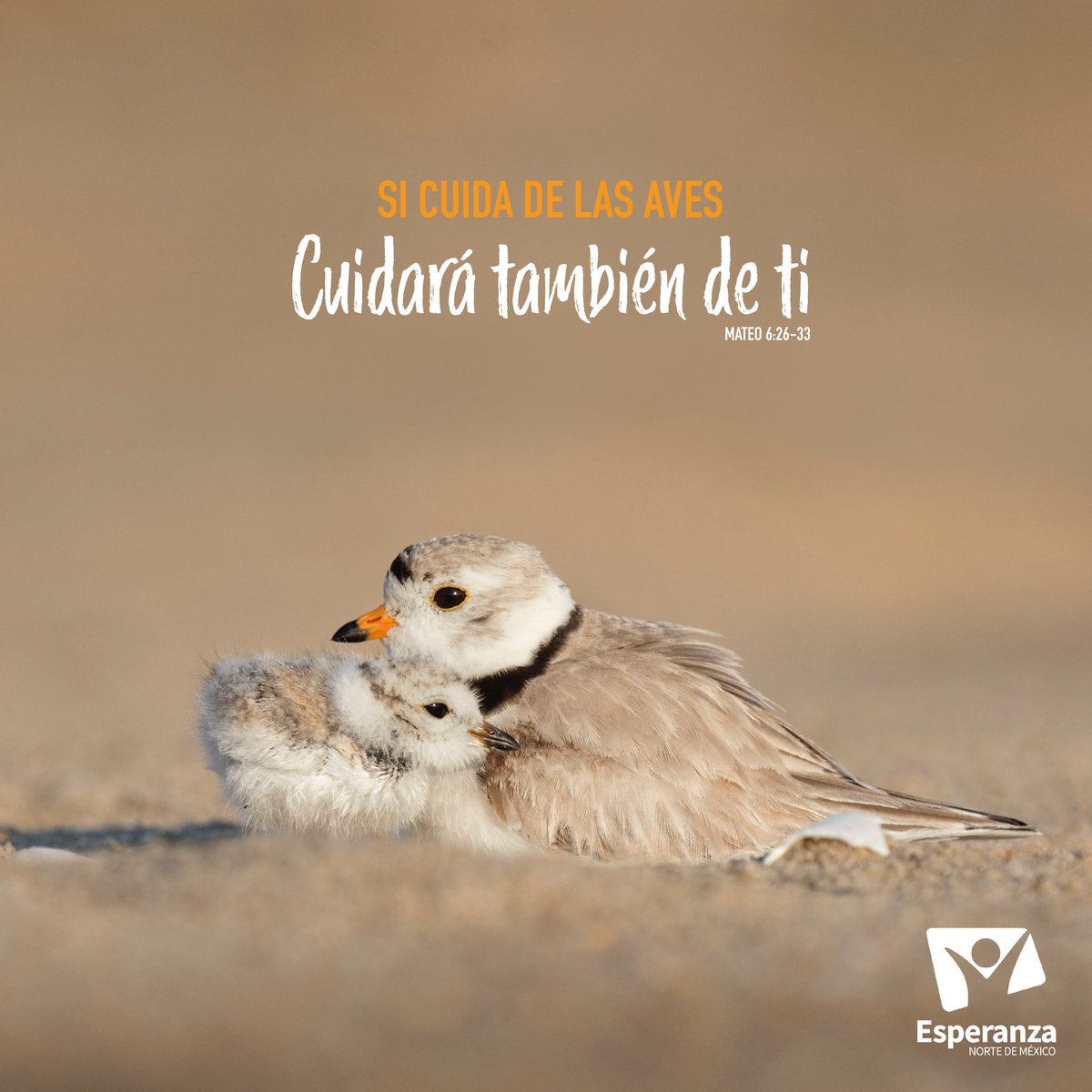 adventistasumn's tweet photo. Decide hoy confiar en Dios, Él te invita a no vivir preocupado. Aún en medio de la tribulación, cuidará de ti ❤️
#ComparteEsperanza https://t.co/R75chvk1ka