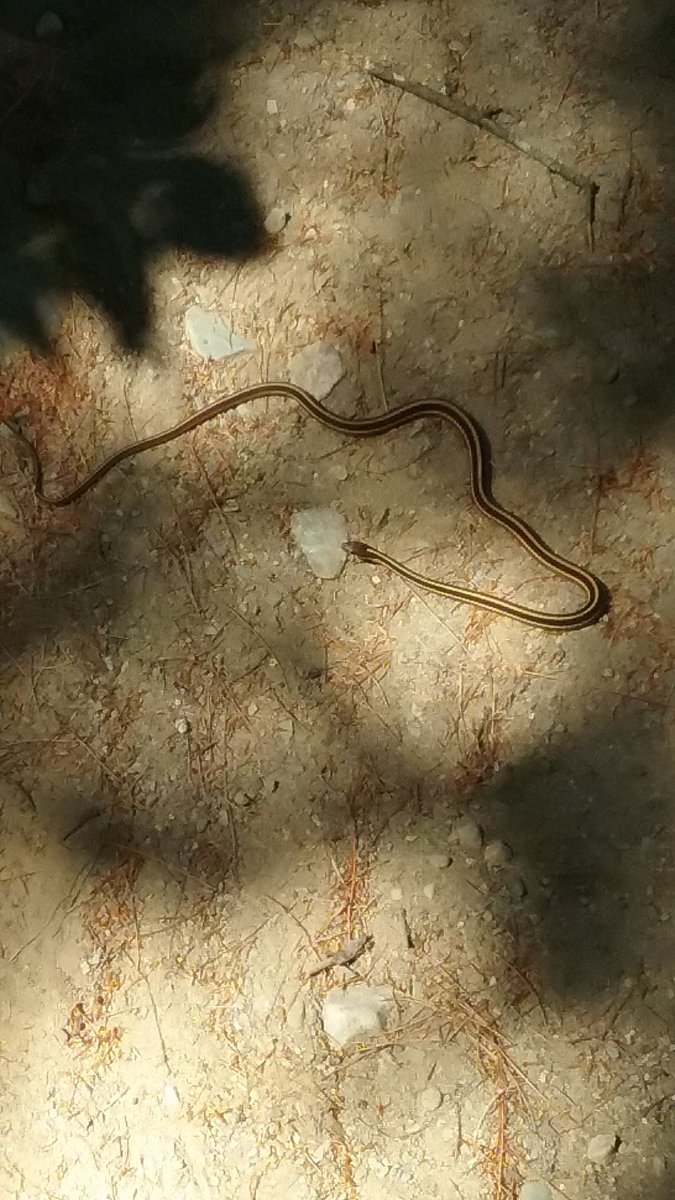 rees_page's tweet photo. #StonehillBiodiversity 
An Eastern Ribbon Snake I saw during the fall. https://t.co/h1NMXHMwiR