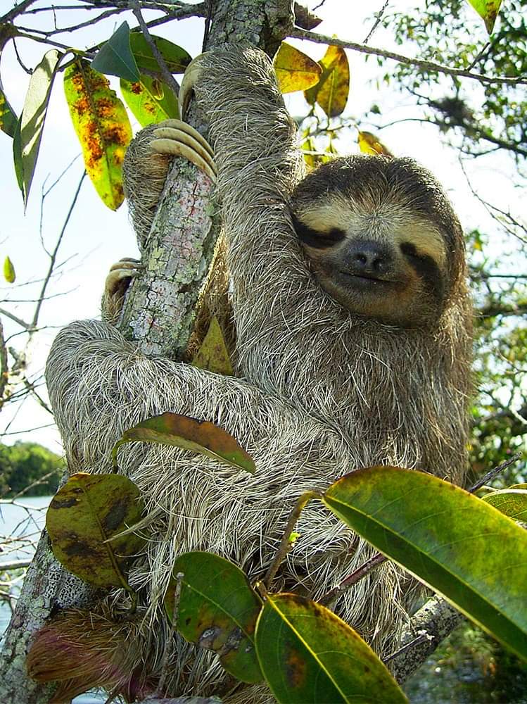 GiampaoloScopa's tweet image. ✅ Sloths are clumsy on land but are great swimmers.
Sloths are arboreal animals, so they spend most of their time in trees.

#sloth #pygmysloth
[Animals on Facebook]  #Beautifulpictures #Photography