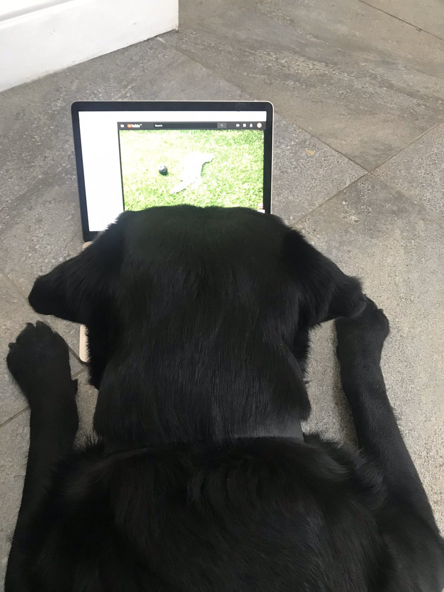 Zeetstweets1's tweet photo. @dog_feelings Did you say Pancakes ? Just after dog TV .. l am hooked! 🤣🐾🐾 https://t.co/PuR4ns21VQ