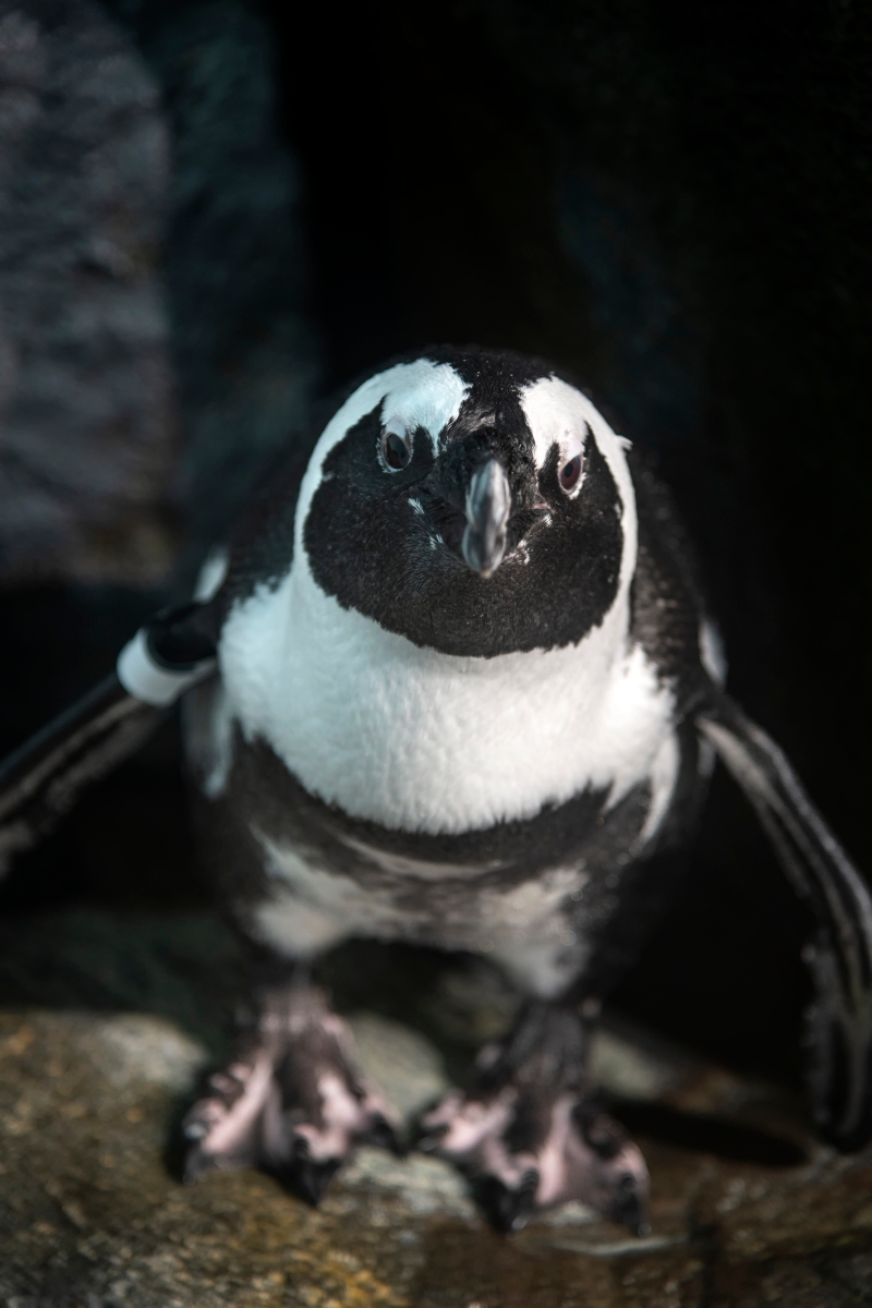 MontereyAq's tweet photo. Attention at-home students and educators! We've got three fresh online courses hot of the digital presses for your enjoyment!
📝Otter Spotters (PreK-2)
📝Birds on the Brain (3-5)
📝 Explore Like a Scientist (3-6 and also available en español)
🔗 https://t.co/7vC6O5hNo6 https://t.co/BlnDvqDkWG